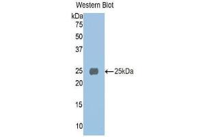 Western Blotting (WB) image for anti-alpha 1 Microglobulin/bikunin precursor (AMBP) (AA 20-202) antibody (ABIN1077776) (AMBP 抗体  (AA 20-202))