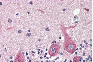 ABIN334405 (4µg/ml) staining of paraffin embedded Human Cerebellum. (GAD 抗体  (Internal Region))