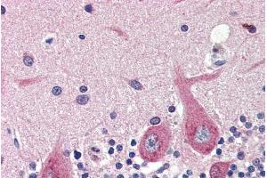 ABIN334405 (4µg/ml) staining of paraffin embedded Human Cerebellum.