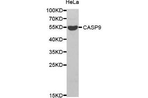 Western blot analysis of extracts of HeLa cell line, using CASP9 antibody. (Caspase 9 抗体)