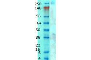 CACNA1G antibody  (AA 2052-2172)