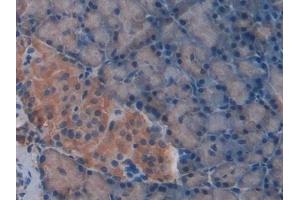 Detection of CXCL7 in Rat Pancreas Tissue using Polyclonal Antibody to Chemokine (C-X-C motif) ligand 7 ( CXCL7) (CXCL7 抗体  (AA 46-107))