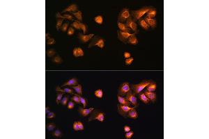 Immunofluorescence analysis of U2OS cells using COPZ1 antibody (ABIN6127709, ABIN6138892, ABIN6138893 and ABIN6215734) at dilution of 1:100. (COPZ1 抗体  (AA 1-177))