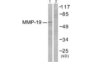 Western Blotting (WB) image for anti-Matrix Metallopeptidase 19 (MMP19) (N-Term) antibody (ABIN1848680) (MMP19 抗体  (N-Term))