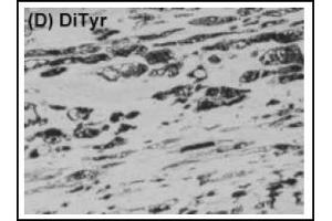 Immunohistochemistry (IHC) image for anti-Dityrosine (DT) antibody (ABIN492669) (Dityrosine 抗体)