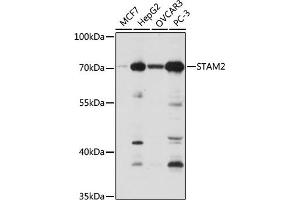 Western blot analysis of extracts of various cell lines, using ST antibody (ABIN6129464, ABIN6148550, ABIN6148551 and ABIN6222848) at 1:1000 dilution. (STAM2 抗体  (AA 376-525))