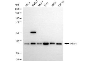 Western blotting analysis using WNT4 antibody (ABIN7800862).