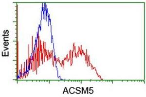 HEK293T cells transfected with either RC209798 overexpress plasmid (Red) or empty vector control plasmid (Blue) were immunostained by anti-ACSM5 antibody (ABIN2455678), and then analyzed by flow cytometry. (ACSM5 抗体)
