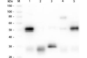 Western Blot of Unconjugated Anti-Rabbit IgG (H&L) (GOAT) Antibody (Min X Bv, Ch, Gt, GP, Ham, Hs, Hu, Ms, Rt & Sh Serum Proteins). (山羊 anti-兔 IgG (Heavy & Light Chain) Antibody (DyLight 549) - Preadsorbed)