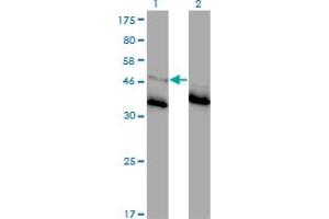 Western Blot analysis of GLRA1 expression in transfected 293T cell line by GLRA1 monoclonal antibody (M01), clone 2E6. (GLRA1 抗体  (AA 121-220))