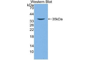 Western Blotting (WB) image for anti-Defensin beta 2 (BD-2) (AA 24-64) antibody (ABIN1172176) (beta 2 Defensin 抗体  (AA 24-64))