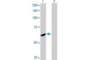 Western Blot analysis of SPATA2 expression in transfected 293T cell line by SPATA2 MaxPab polyclonal antibody. (SPATA2 抗体  (AA 1-520))