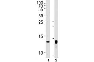 Western blot analysis of lysate from human placenta tissue lysate, SK-BR-3 cell line (left to right) using Trx2 antibody diluted at 1:1000 for each lane. (TXN2 抗体  (AA 136-166))