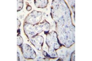 Immunohistochemistry analysis in formalin fixed and paraffin embedded human placenta reacted with LETM2 Antibody (N-term) Cat. (LETM2 抗体  (N-Term))