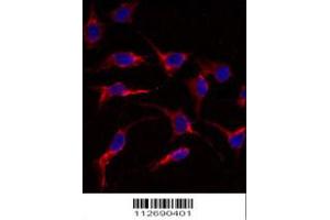 Immunofluorescence analysis of anti-ERAS Antibody in HeLa cells. (ERAS 抗体  (N-Term))