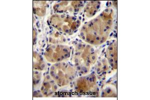 SC Antibody (N-term) 12299a immunohistochemistry analysis in formalin fixed and paraffin embedded human stomach tissue followed by peroxidase conjugation of the secondary antibody and DAB staining. (SREBF chaperone 抗体  (N-Term))