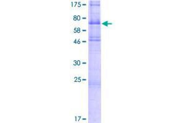 TMEFF2 Protein (AA 1-374) (GST tag)