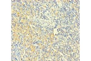 Immunohistochemistry of paraffin-embedded human tonsil tissue using ABIN7163487 at dilution of 1:100 (PLAC8 抗体  (AA 1-110))