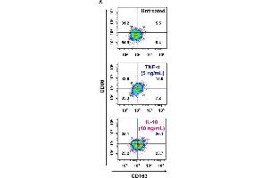 Interleukin (IL)-18 amplifies macrophage (Mφ) M2 polarization and angiogenic capacity. (CD163 抗体  (AA 1001-1121) (FITC))