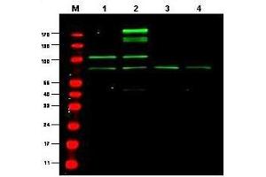 Western blot using  Protein A Purified anti-RREB1 antibody shows detection of a predominant band believed to be RREB1 in various cell lysates (1 - HEK293, 2 - RFP-RREB transfected HEK293, 3 - M460 and 4 - T1165). (RREB1 抗体)