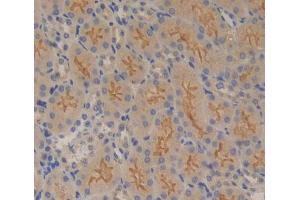 IHC-P analysis of Kidney tissue, with DAB staining. (PTPRB 抗体  (AA 1214-1463))