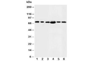 Western blot testing of FAF1 antibody and Lane 1:  rat testis (FAF1 抗体  (N-Term))