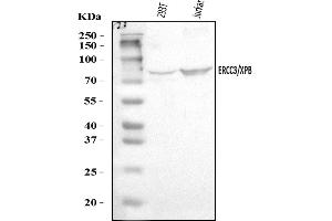 Western blot analysis of XPB/ERCC3 using anti-XPB/ERCC3 antibody (ABIN7602287).