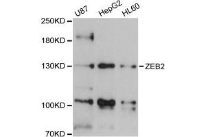 Western blot analysis of extracts of various cell lines, using ZEB2 antibody (ABIN5973336) at 1/1000 dilution. (ZEB2 抗体)