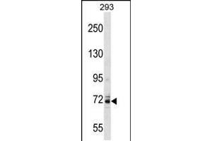 Western blot analysis in 293 cell line lysates (35ug/lane). (Kv3.4 抗体  (C-Term))