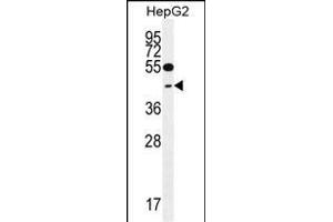 TXNL2 Antibody (N-term) (ABIN656034 and ABIN2845407) western blot analysis in HepG2 cell line lysates (35 μg/lane). (GLRX3 抗体  (N-Term))
