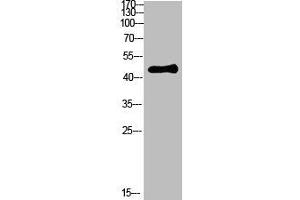 Western Blot analysis of HEPG2 cells using Antibody diluted at 800