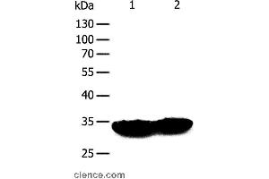 Western blot analysis of Mouse heart and muscle tissue, using TPM1 Polyclonal Antibody at dilution of 1:400 (Tropomyosin 抗体)