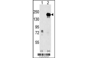 Western blot analysis of EHMT1 using rabbit polyclonal EHMT1 Antibody using 293 cell lysates (2 ug/lane) either nontransfected (Lane 1) or transiently transfected with the EHMT1 gene (Lane 2).