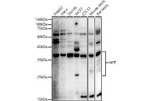 Western blot analysis of extracts of various cell lines, using MFF antibody (ABIN6134830, ABIN6143788, ABIN6143790 and ABIN7101737) at 1:500 dilution. (MFF 抗体  (AA 15-170))