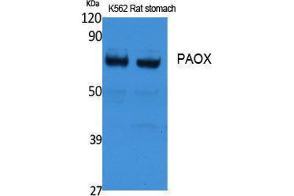 PAOX 抗体  (Internal Region)