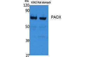 Western Blotting (WB) image for anti-Polyamine Oxidase (Exo-N4-Amino) (PAOX) (Internal Region) antibody (ABIN3187654) (PAOX 抗体  (Internal Region))