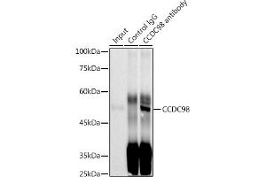 anti-Family with Sequence Similarity 175, Member A (FAM175A) antibody