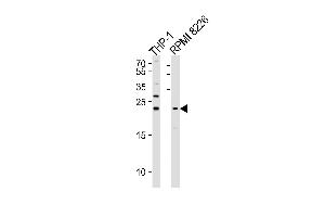 Western blot analysis of lysates from THP-1,RI 8226 cell line (from left to right),using Bak Antibody (ABIN483832 and ABIN1533215). (BAK1 抗体)