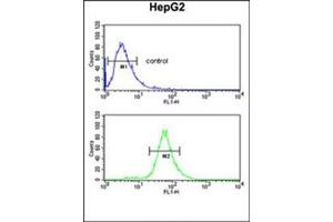Flow cytometric analysis of HepG2 cells using FBXL5 Antibody (N-term) Cat. (FBXL5 抗体  (N-Term))