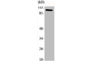 Western Blot analysis of various cells using GCN5 Polyclonal Antibody (KAT2A 抗体  (C-Term))