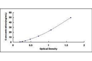 ELISA image for Solute Carrier Family 5 (Sodium/glucose Cotransporter), Member 2 (SLC5A2) ELISA Kit (ABIN434403)