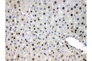 IHC testing of FFPE mouse liver with NFIA antibody at 1ug/ml. (NFIA 抗体  (AA 180-224))