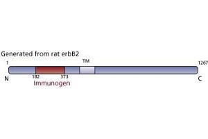 Image no. 3 for anti-Receptor tyrosine-protein kinase erbB-2 (ErbB2/Her2) (AA 182-373) antibody (ABIN967787) (ErbB2/Her2 抗体  (AA 182-373))