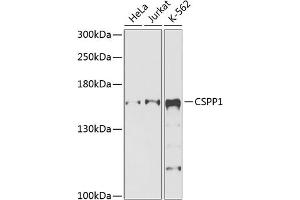 Western blot analysis of extracts of various cell lines, using CSPP1 antibody (ABIN6132173, ABIN6139130, ABIN6139131 and ABIN6225331) at 1:1000 dilution. (CSPP1 抗体  (AA 962-1221))