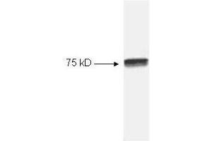 Western blot of HeLa cell extract using p/n 100-4166 Anti-NFKB cRel (RABBIT) Antibody (100 µL) . (NFkB 抗体)