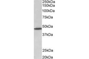 AP31784PU-N GPR83 antibody staining of Rat brain lysate at 1 µg/ml (35 µg protein in RIPA buffer). (GPR83 抗体  (Internal Region))