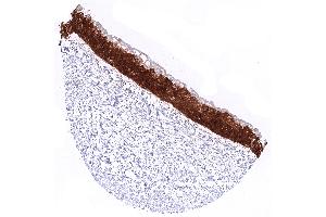 Kidney pelvis with Intense nuclear and cytoplasmic GPX2 staining of urothelial cells except umbrella cells (Recombinant Glutathione Peroxidase 2 抗体)