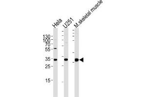 Western Blotting (WB) image for anti-Polymerase (RNA) II (DNA Directed) Polypeptide C, 33kDa (POLR2C) antibody (ABIN3004732) (POLR2C 抗体)