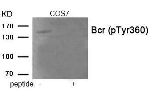 Western blot analysis of extracts from COS7 tissue using Bcr (Phospho-Tyr360) antibody. (BCR 抗体  (pTyr360))