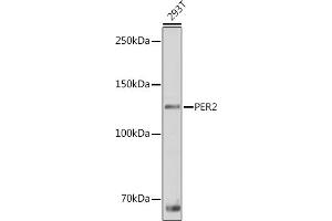 Western blot analysis of extracts of 293T cells, using PER2 antibody (ABIN6131889, ABIN6145450, ABIN6145452 and ABIN6217063) at 1:1000 dilution. (PER2 抗体  (AA 1-150))